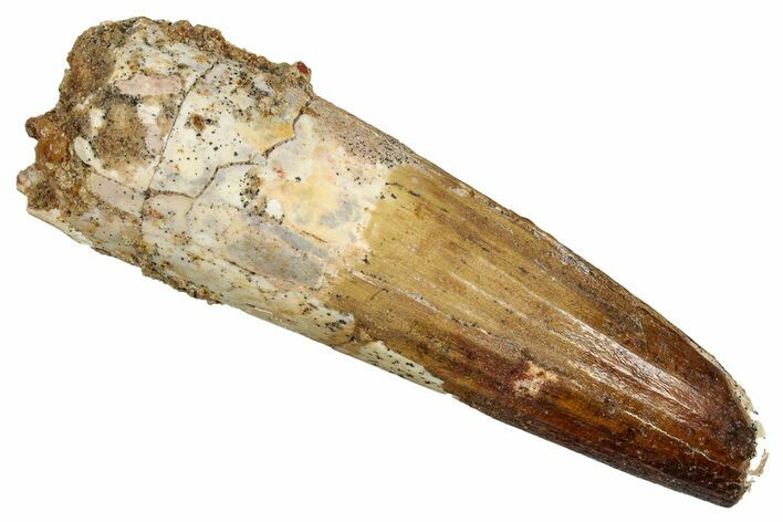 Fossil Spinosaurus Tooth - Feeding Worn Tip #344901